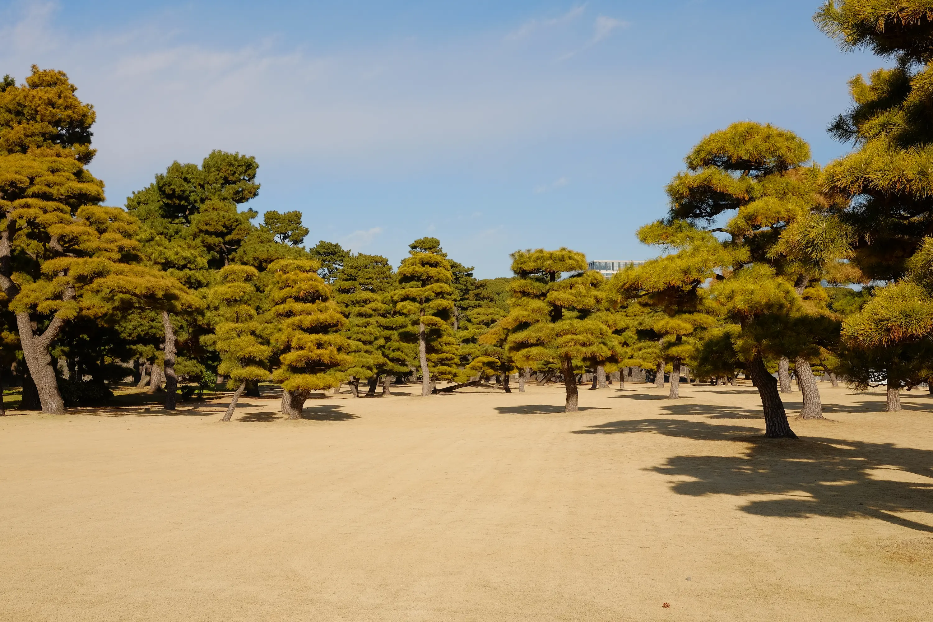 Trees outside the Imperial Palace in Tokyo, Japan