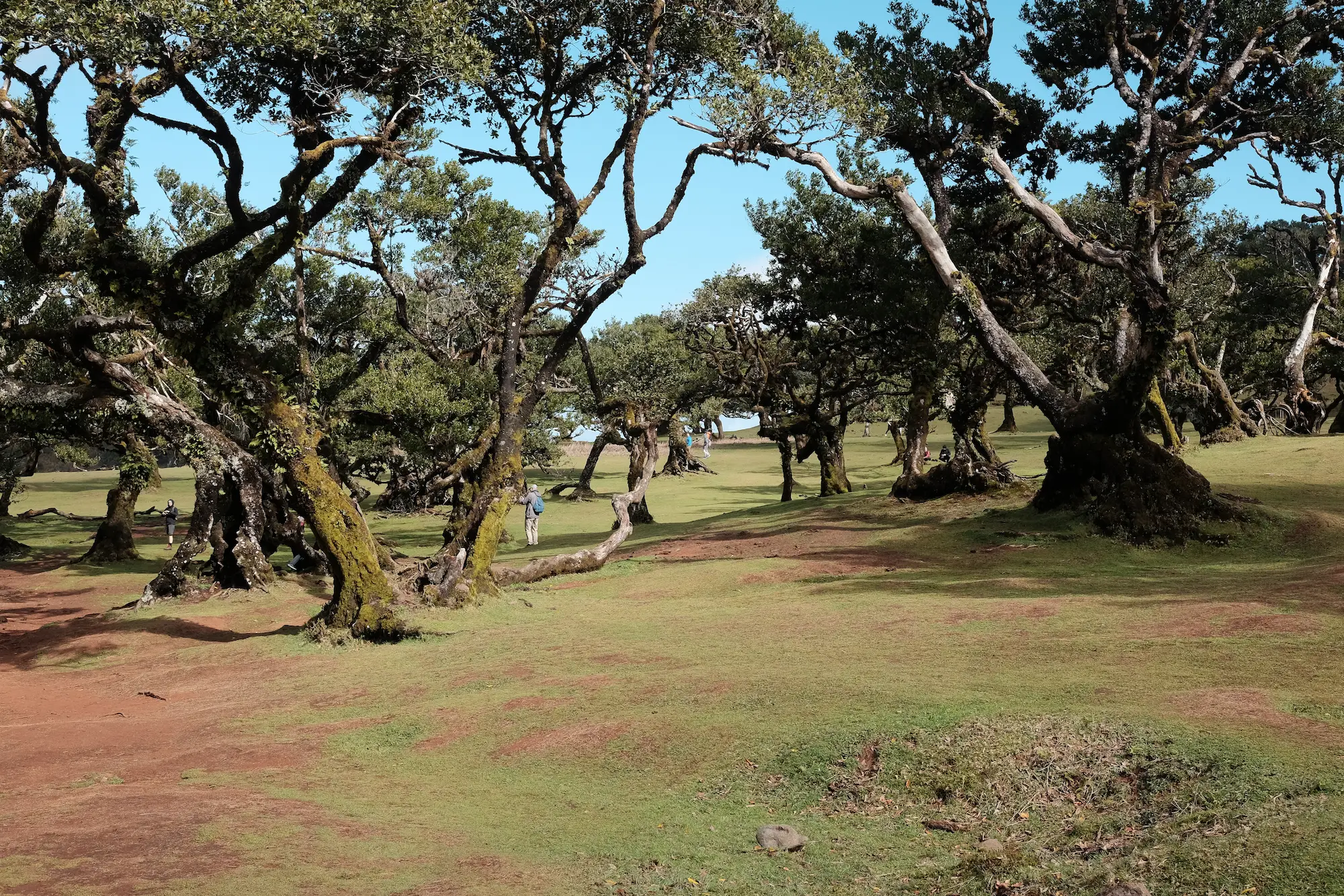 Trees in Fanal Forest on Madeira, Portugal
